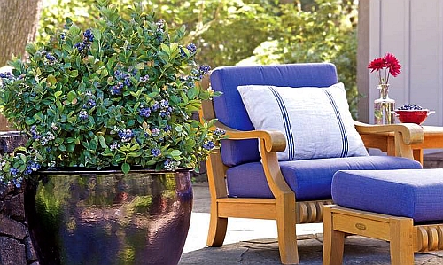 "BrazelBerries" wachsen kompakt wie eine Buchsbaum-Kugel und variieren im Laub wie eine Lavendelheide. Foto: djd/BrazelBerries