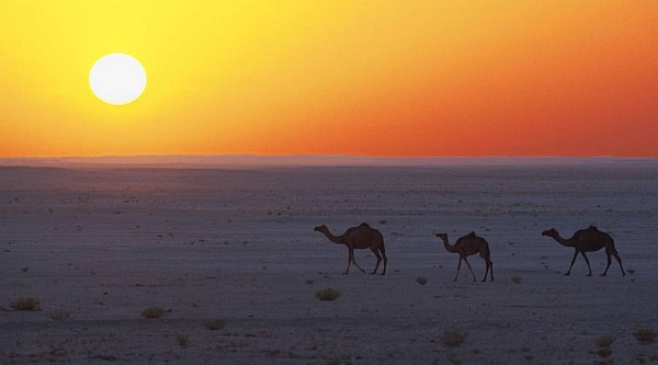 Dromedare in der wüstenähnlichen Landschaft von Oman: Traditionelles Flair wie aus 1001 Nacht prägt das Land am Arabischen Golf. - Foto: djd/Sultanate of Oman
