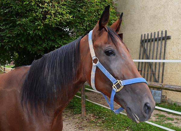 Trine Simone auf der Koppelanlage am Rande des Stallbereichs auf der Straubinger Rennbahn. Sie wurde im Frühjahr dem Deckhengst News of Hanke zugeführt und ist nun tragend. Damit aktiviert der Zucht- und Trabrennverein Straubing seine zwischen 1940 und den 70er Jahren betriebene Zuchttätigkeit. - Foto: Zucht- und Trabrennverein Straubing 