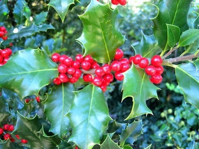 Die roten Beeren der Steckpalme sind für Mensch und Tier sehr giftig. - Foto: Götze-Happe/pixelio