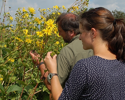 Die Besucher des Feldtags zeigten sich interessiert an alternativen Energiepflanzen – unter anderem an der Durchwachsenen Silphie, die bis zu zwei Meter hoch wird.