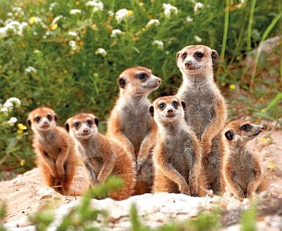Die süßen Erdmännchen kann der Nachwuchs auf einer Afrikareise hautnah erleben. Foto: djd/Abendsonne Afrika