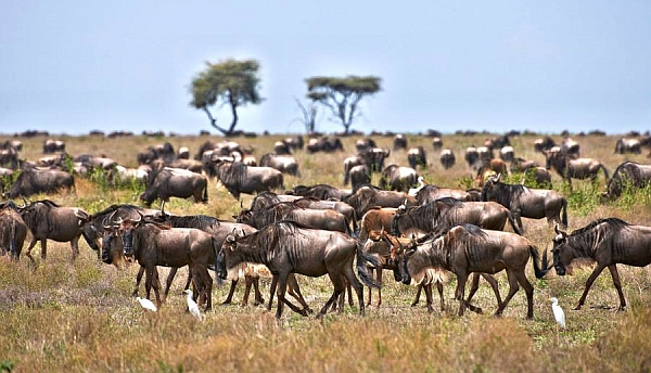 Tansania: Auf einer Familiensafari können Urlauber die große Tierwanderung in der Serengeti mit Hunderttausenden von Gnus, Zebras und Antilopen erleben. - Foto: djd/Abendsonne Afrika