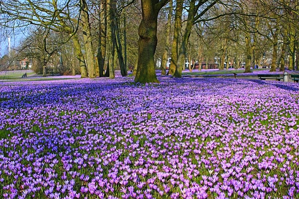 Krokusblüte im Husumer Schlosspark. Am 24. und 25. März 2018 findet in der Stadt das Krokusblütenfest zu Ehren der farbenfrohen Pflanze statt. 4458 KB Foto: djd/www.nordseetourismus.de/Tourismus und Stadtmarketing Husum GmbH