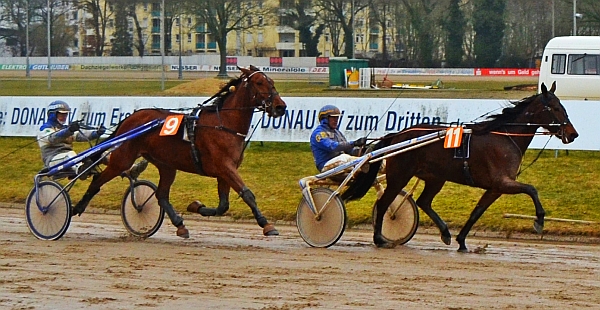 Der vierte PMU-Sieg en suite gelang Marie Galante (11/Gerd Biendl) am Samstag in Straubing. Dabei hatte sie Eras Beuckenswijk (9/Josef Franzl) sicher im Griff. - Foto: M. Bäumel-Schachtner