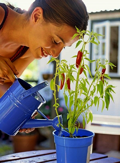Mit viel Licht, Luft, den richtigen Nährstoffen und einer moderaten Bewässerung ist eine reiche Ernte gesichert. 2095 KB Foto: djd/www.manna.de/thx