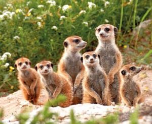 Die süßen Erdmännchen kann der Nachwuchs auf einer Afrikareise hautnah erleben. Foto: djd/Abendsonne Afrika