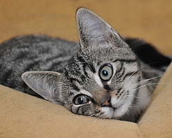 Katze aus dem Tierheim