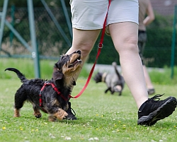 Hundeschule