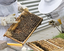 Bienenseuche
