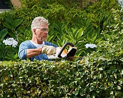 Gewusst wie: Eine vorher gespannte Schnur sorgt für eine gerade Linie beim Heckenschnitt.
