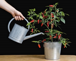 Mit viel Licht, Luft, den richtigen Nährstoffen und einer moderaten Bewässerung ist eine reiche Ernte gesichert.