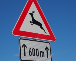 Wildwechsel, Wildunfall