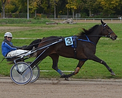 Magic Happens tritt im 1. Vorlauf zum Straubing Grand Prix als Favoritin an, hat aber einige starke Gegner im Feld. (Foto: M. Bäumel-Schachtner)