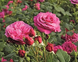 Die purpurviolett blühende Beetrose "Kaffe Fassett" verbreitet einen Duft frischer Limonen.