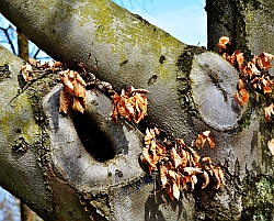 Stadtbibliothek Straubing, Schaufenster NAWAREUM