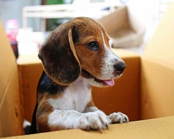 Auch wenn der Karton ein tolles Spielzeug ist, bedeutet der Umzug in ein neues Zuhause doch großen Stress für einen Hund. Ausgiebige Entdeckungstouren helfen bei der Eingewöhnung in die neue Umgebung.