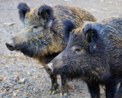 Wildschwein, Landkreis Straubing-Bogen
