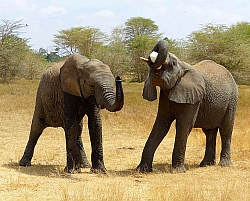 Der David Sheldrick Wildlife Trust setzt sich für den Schutz verwaister Elefanten ein.