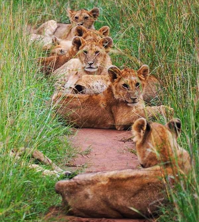 Das Masai Mara Nationalreservat in Kenia gilt als eines der schönsten Naturschutzgebiete der Welt und bietet Heimat für rund 1,6 Millionen Tiere. 