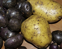 Gesundheitsapotheke „Gemüse“