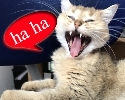 lachen