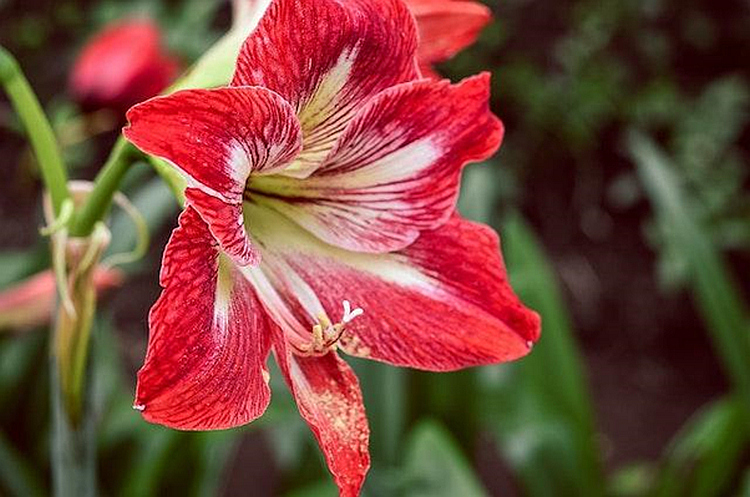 Amaryllis und Hippestrums sind sich zweifellos ähnlich. 