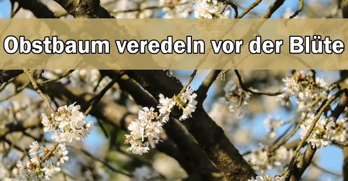 Im Kreisobstlehrgarten Obstgehölze veredeln regioaktuell24