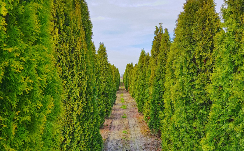 Majestätische Thuja occidentalis Evergreen und Lebensbaum für alle