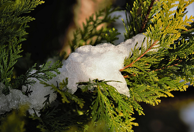 Thuja occidentalis - auch im Winter grün
