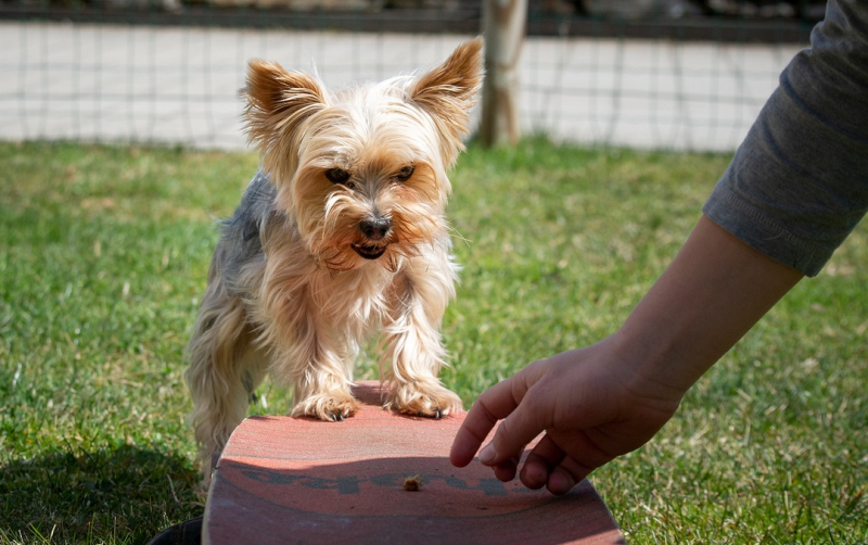 VHS-Online-Vortrag: Das Lernverhalten von Hunden | regio-aktuell24