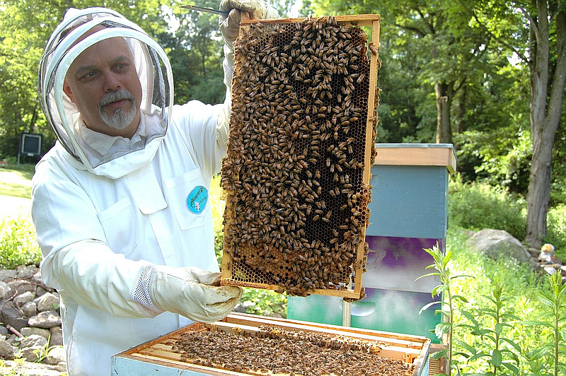 Bienen sind eine wichtige Komponente in unserem Ökosystem