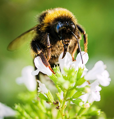 Bienen sorgen für die Bestäubung vieler Pflanzen