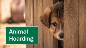 Tierhaltung geräumt: 30 Hunde und neun Katzen gerettet