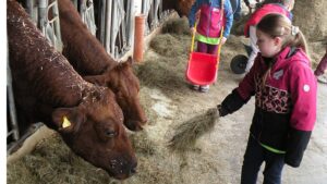 Kühe füttern, Brot verstehen: Aktiv-Wochen starten auf dem Bauernhof
