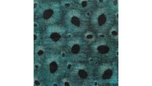 Natur neu gedacht: Ausstellung mit ungewöhnlichen Materialien eröffnet