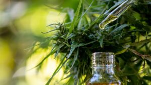 Premium Cannabissamen und moderne Sortenvielfalt mit Sensoryseeds