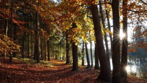 Wälder schützen Menschen und Infrastruktur vor Erdrutschen und Überflutungen
