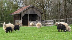 Waldschafe stehen im Mittelpunkt der Stallgeschichten