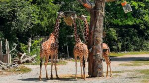 Mit den Bürgermeistern von Sankt Englmar auf Safari in Hellabrunn