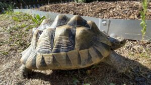 Griechische Landschildkröte mitten auf der Straße – Besitzer gesucht