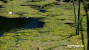 Warnung vor Blaualgen im Weiher der Parkanlage Zwiequanterin