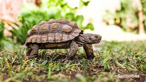 Landschildkröte in Straubing gefunden: Wer vermisst sie?